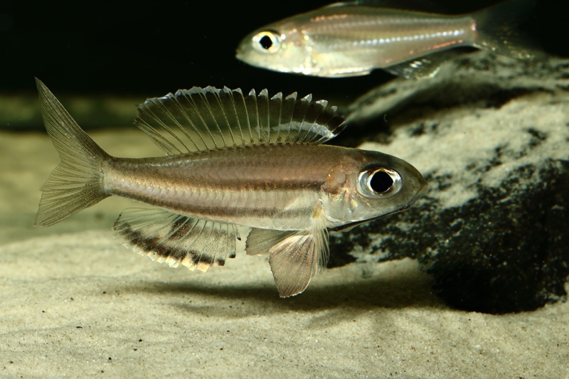 Trematocara marginatum 'Kigoma area'